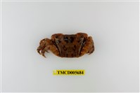 藏品(方形大額蟹)的圖片